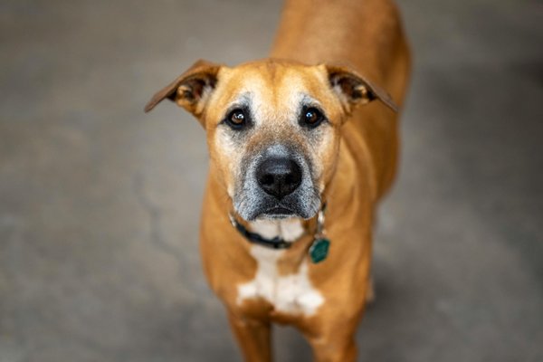 Wat zijn de beste speeltjes voor katten?